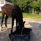 Illustration for article titled So we rescued a filly.